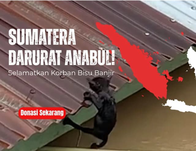 Selamatkan Anabul, Korban Banjir Sumatera