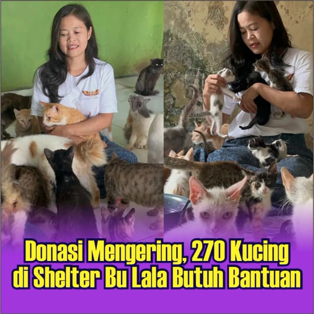 Shelter Terpuruk Ratusan Hewan Terancam Kelaparan