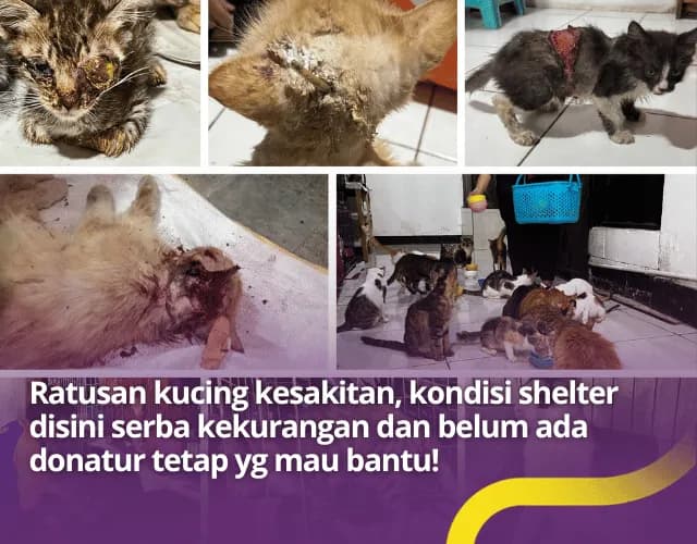 Foto campaign Peduli 250 Anabul Terlantar, Bantu Shelter ini selamatkan Mereka