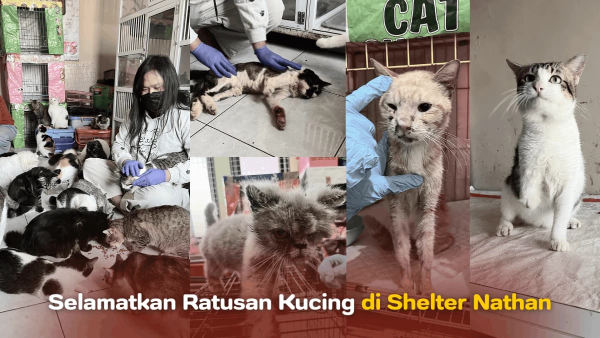 Selamatkan Ratusan Kucing di Shelter Nathan