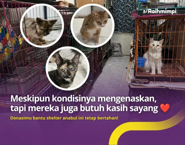 Foto campaign BANTU 250 Anabul Menderita Karena Kekurangan Persediaan