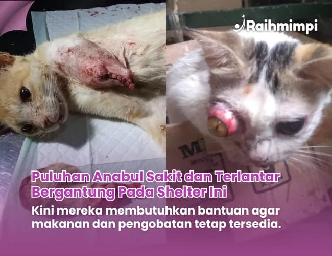 Foto campaign Bantu Anabul Sakit Terlantar untuk Terus Bertahan